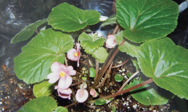 B. acaulis